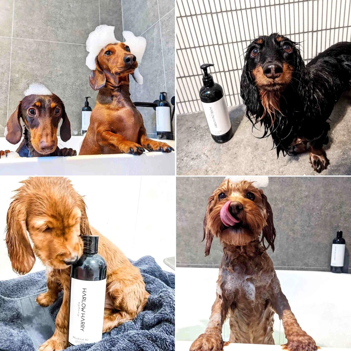 Harlow Harry Conditioning Pet Shampoo| Bellevue 162