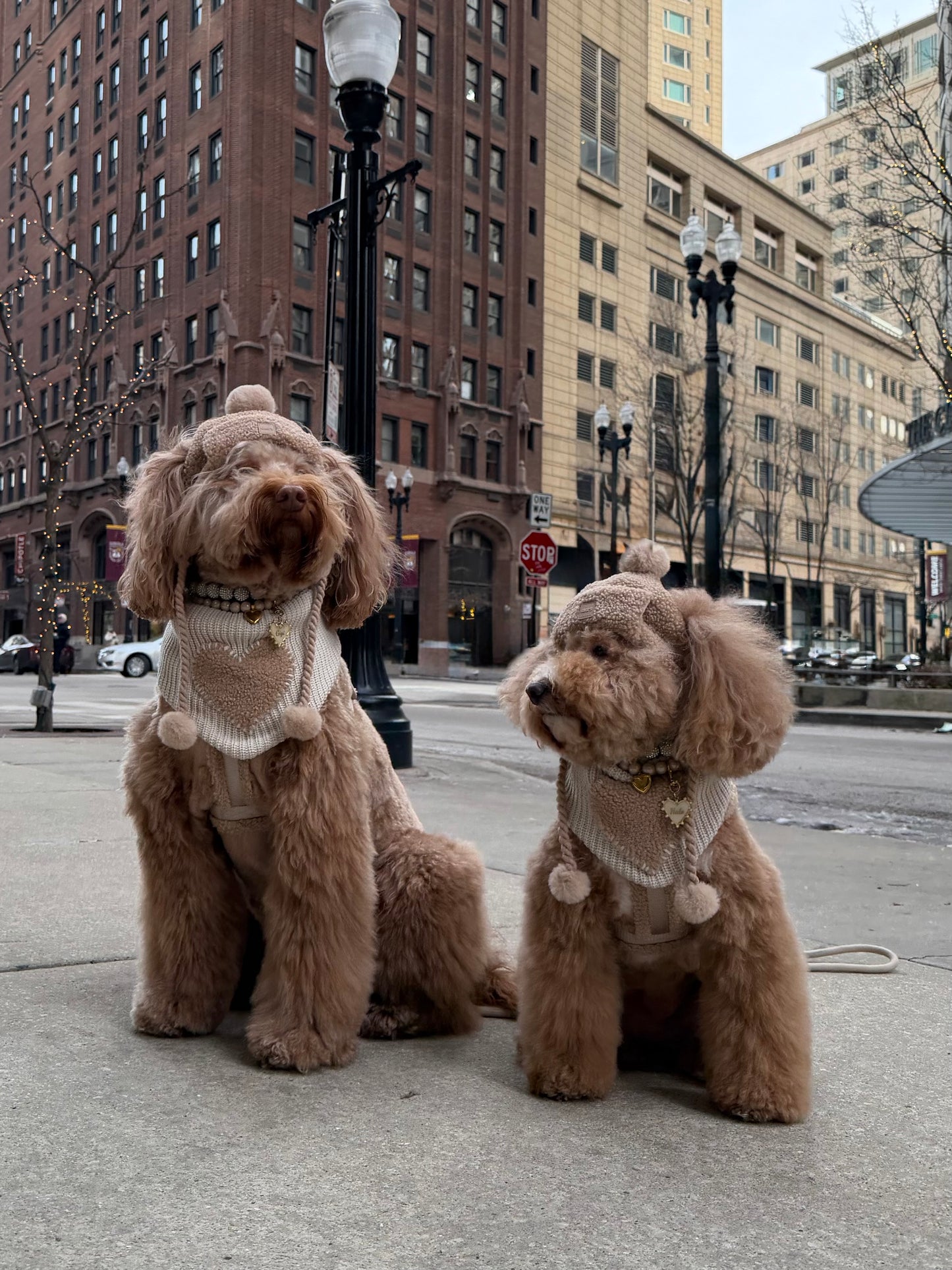 Toffee Cloud Dog GG Beanie