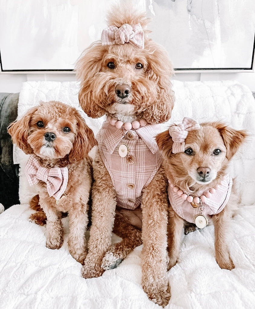 Heart of Winter Collection – Pawshion by Gigi
