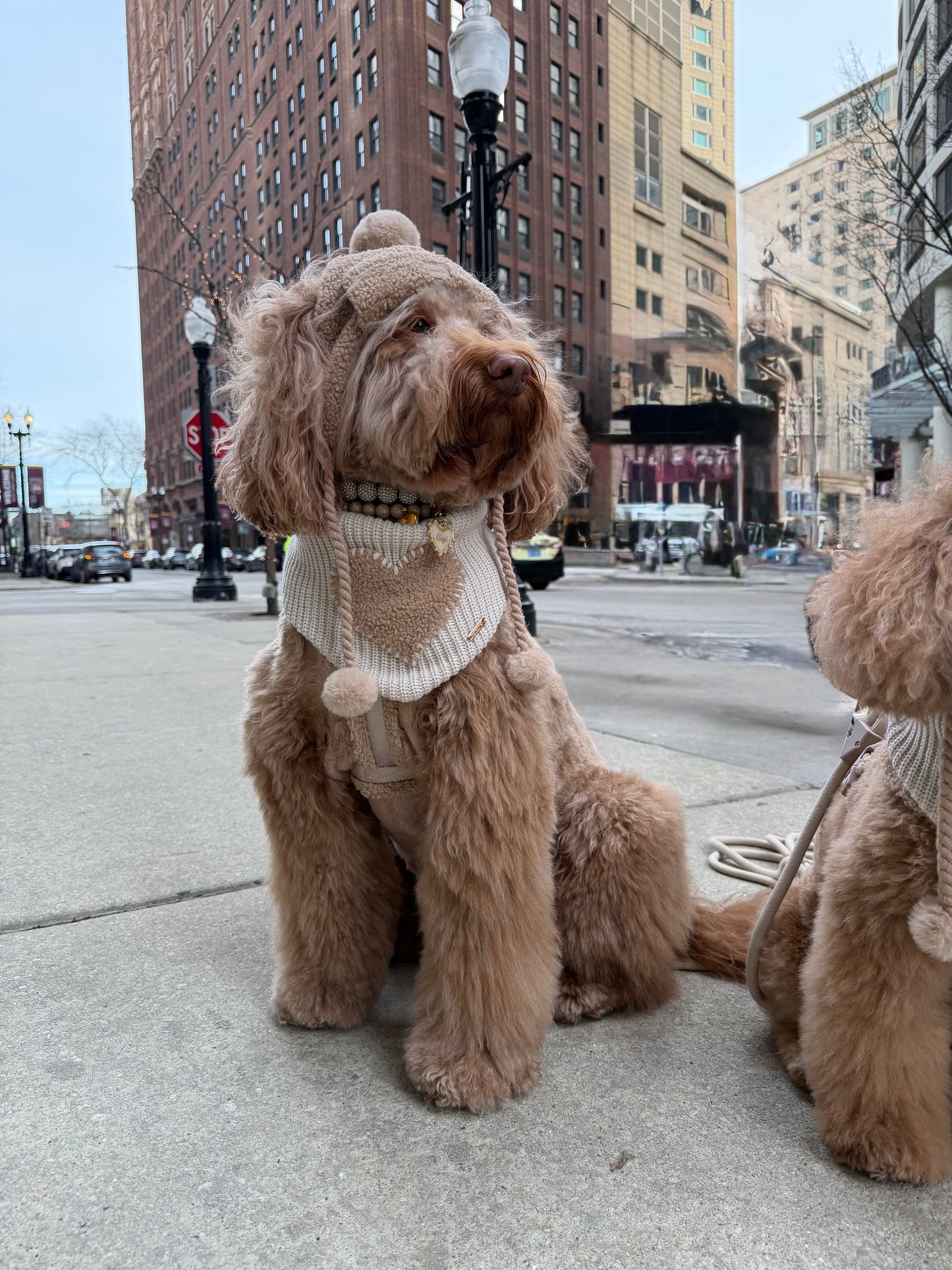 Toffee Cloud Dog GG Beanie