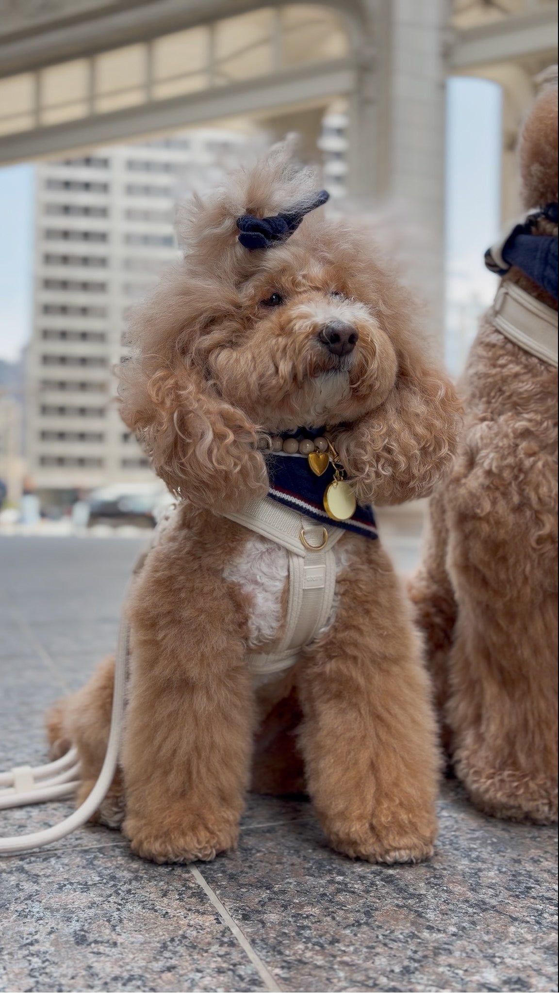 Rhodes Matching Dog Bandana & Women’s Knit Vest Set - Navy