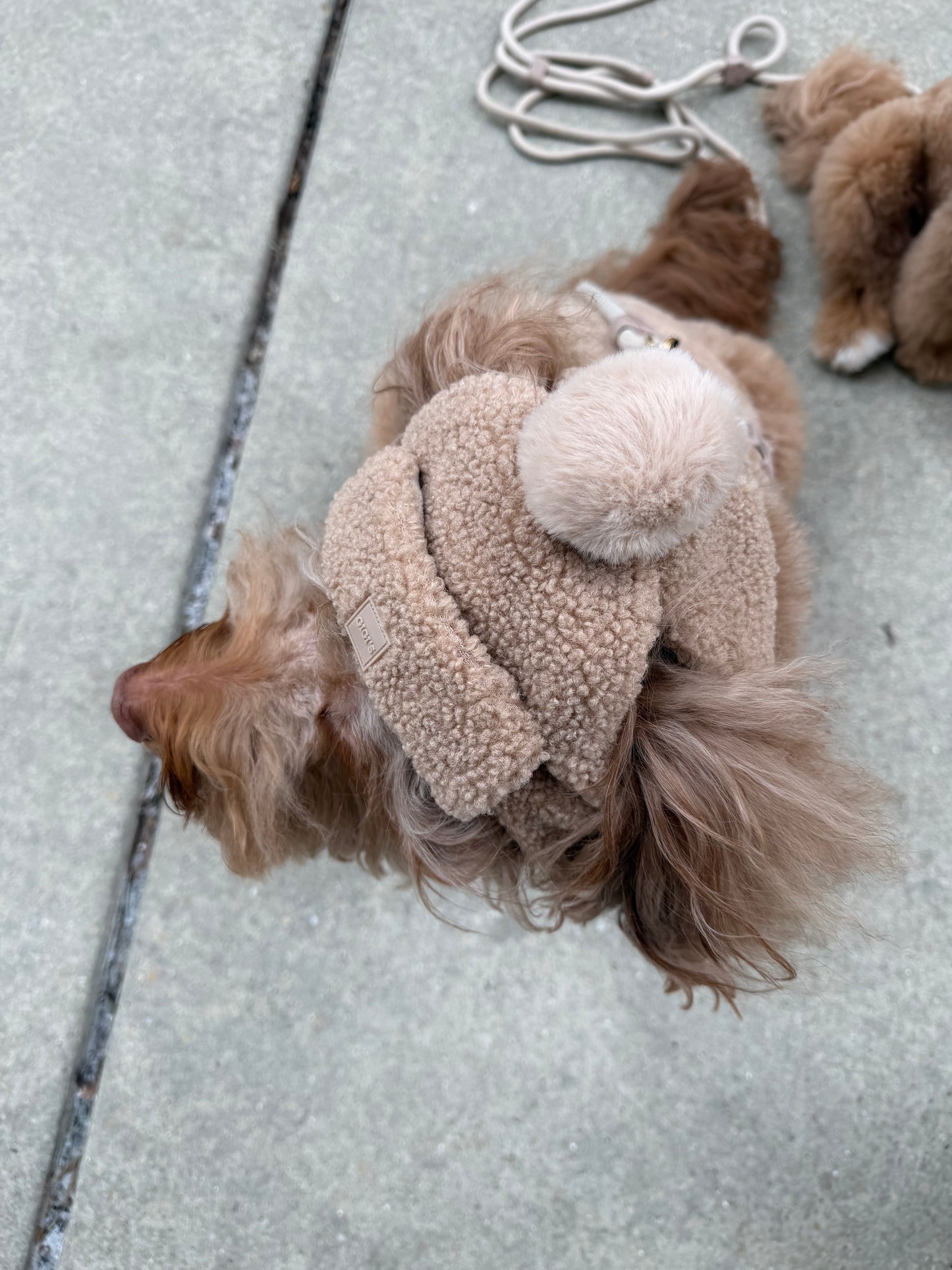 Toffee Cloud Dog GG Beanie