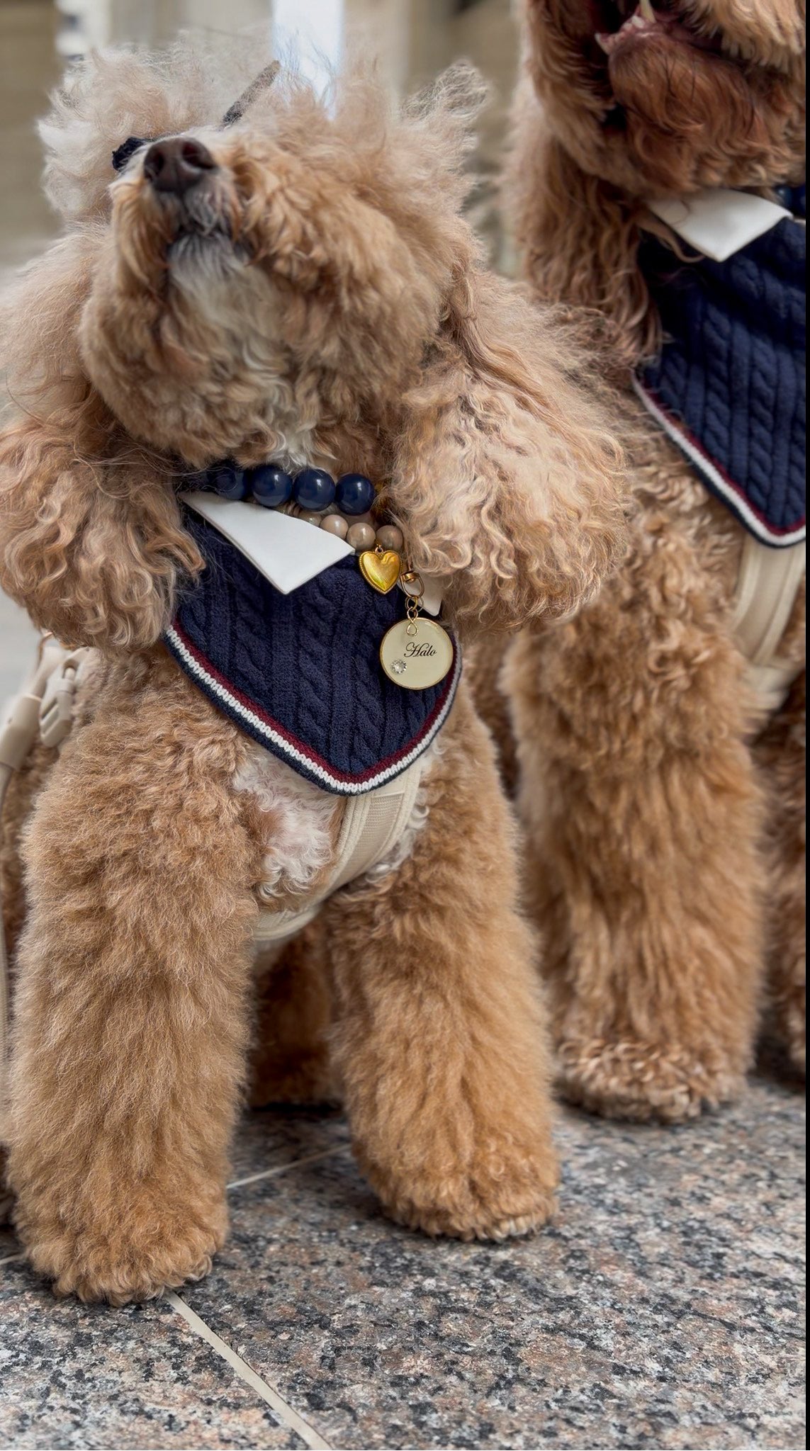 Rhodes Matching Dog Bandana & Women’s Knit Vest Set - Navy