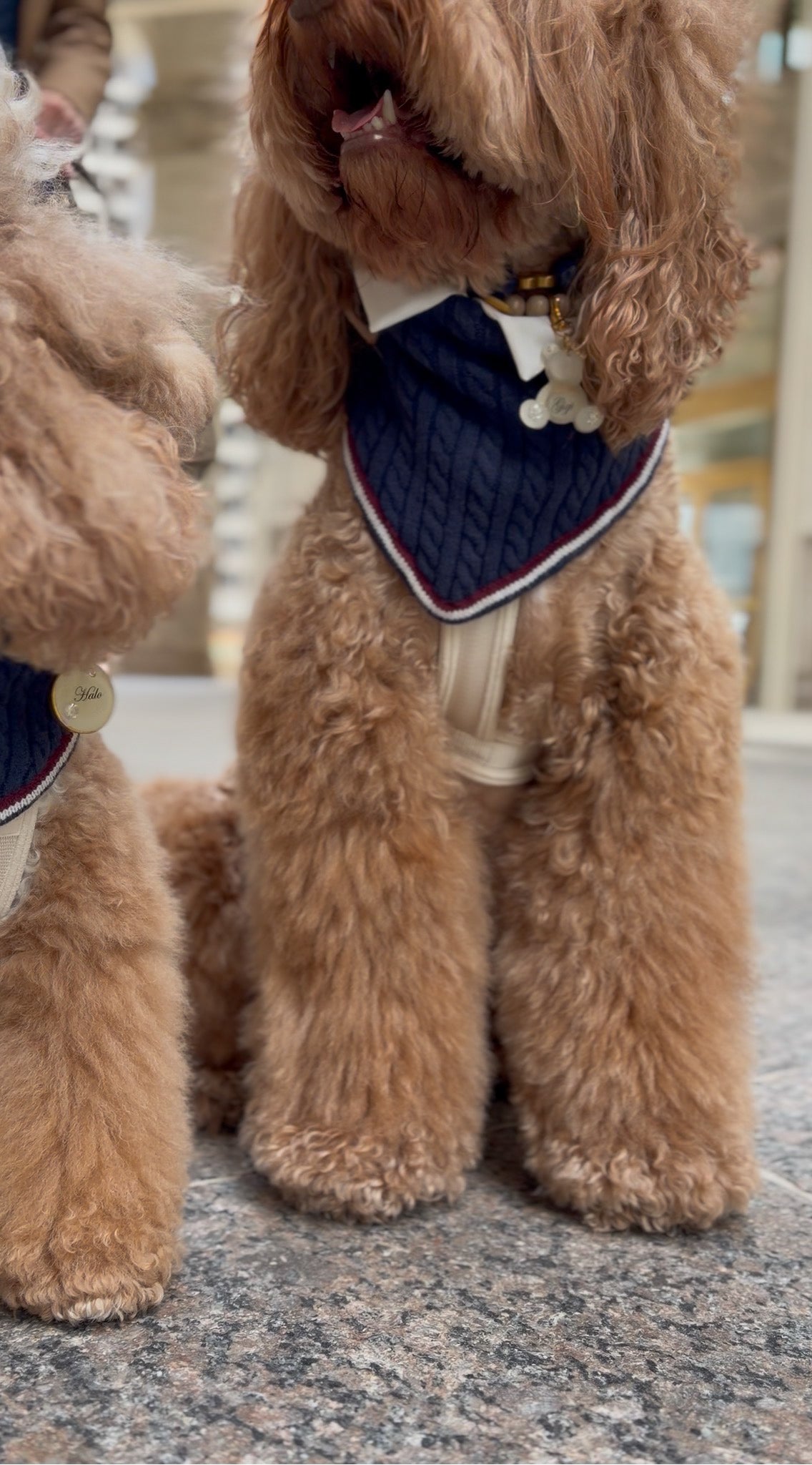 Rhodes Matching Dog Bandana & Women’s Knit Vest Set - Navy