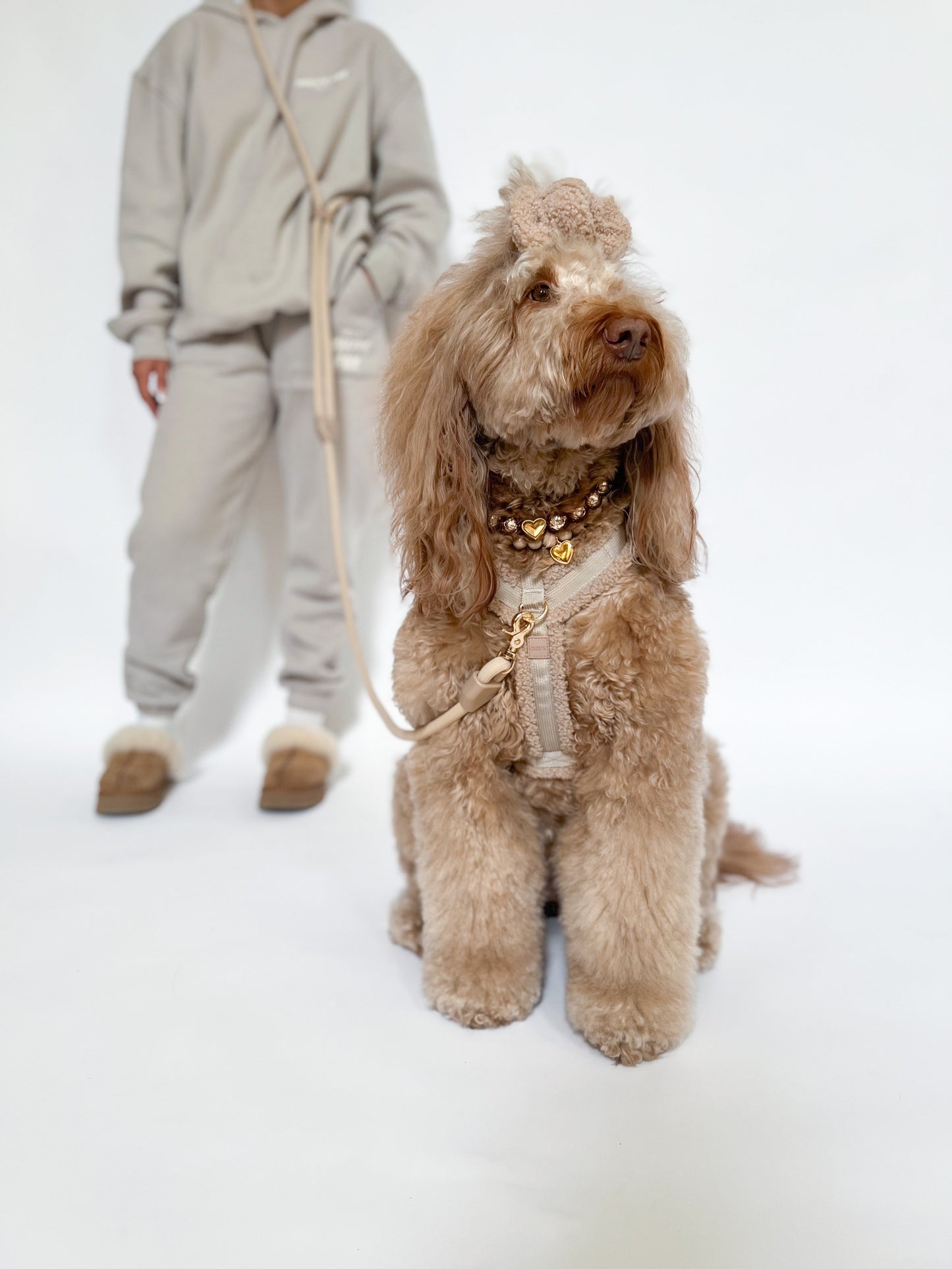 Comfort Teddy Harness/Leash Set- Toffee