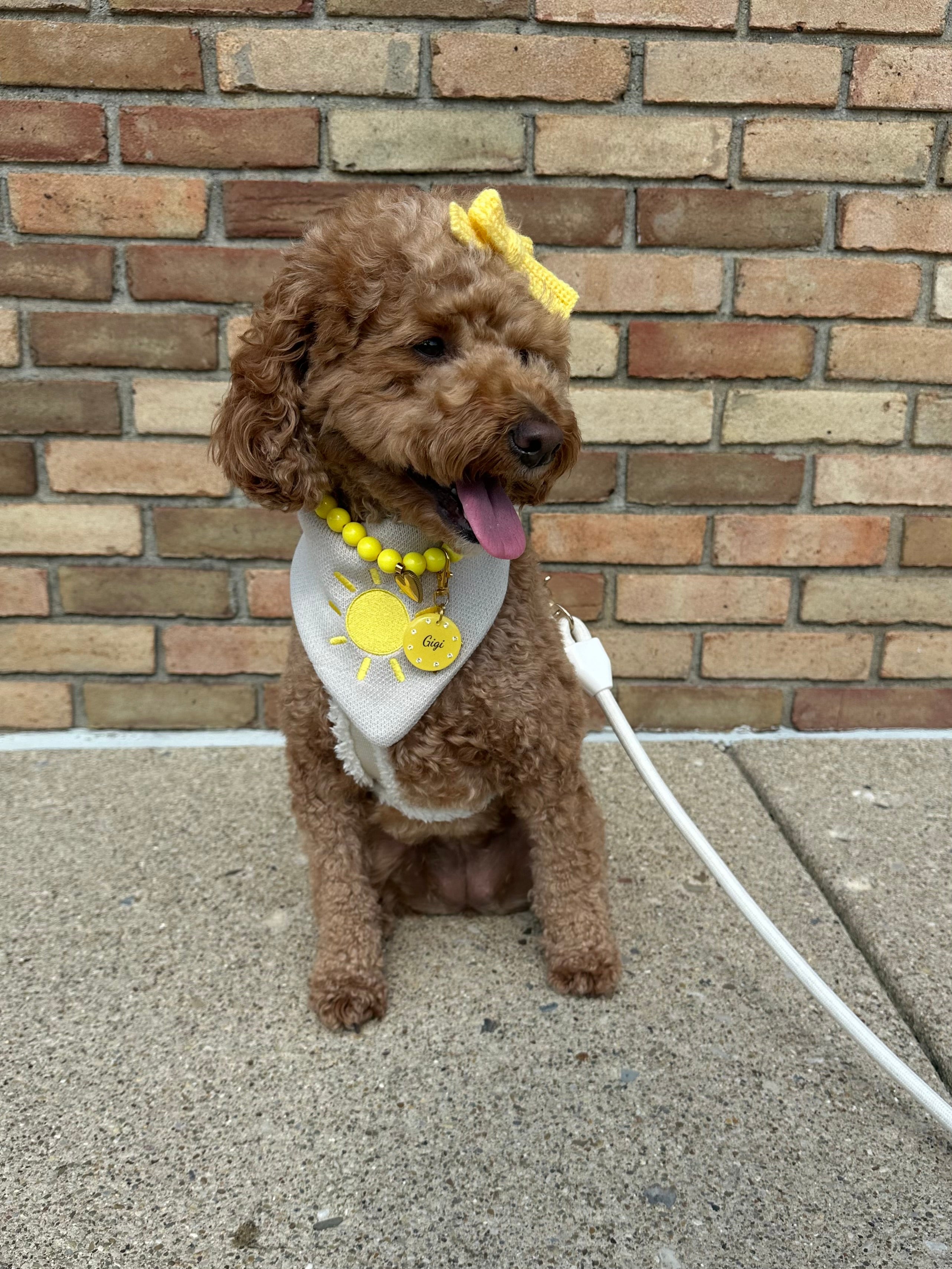 Sunshine Club Reversible Bandana – Pawshion by Gigi