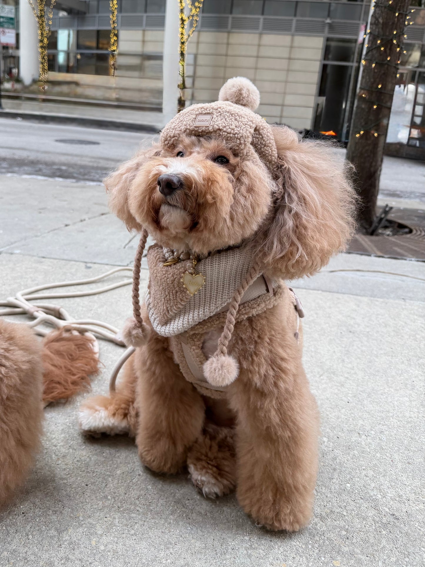 Toffee Cloud Dog GG Beanie