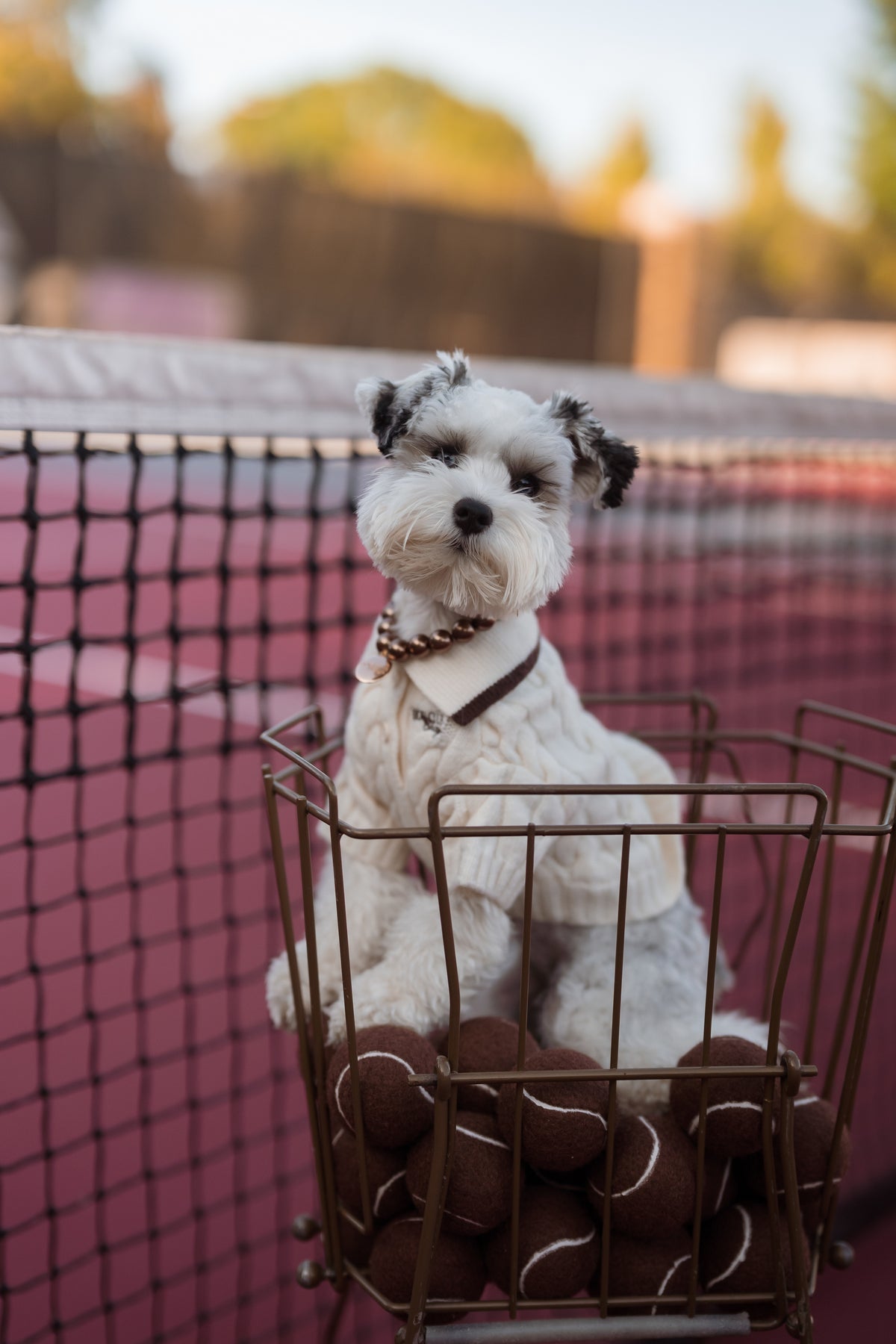 Dog Club Astor Dog Knit Polo – Ivory