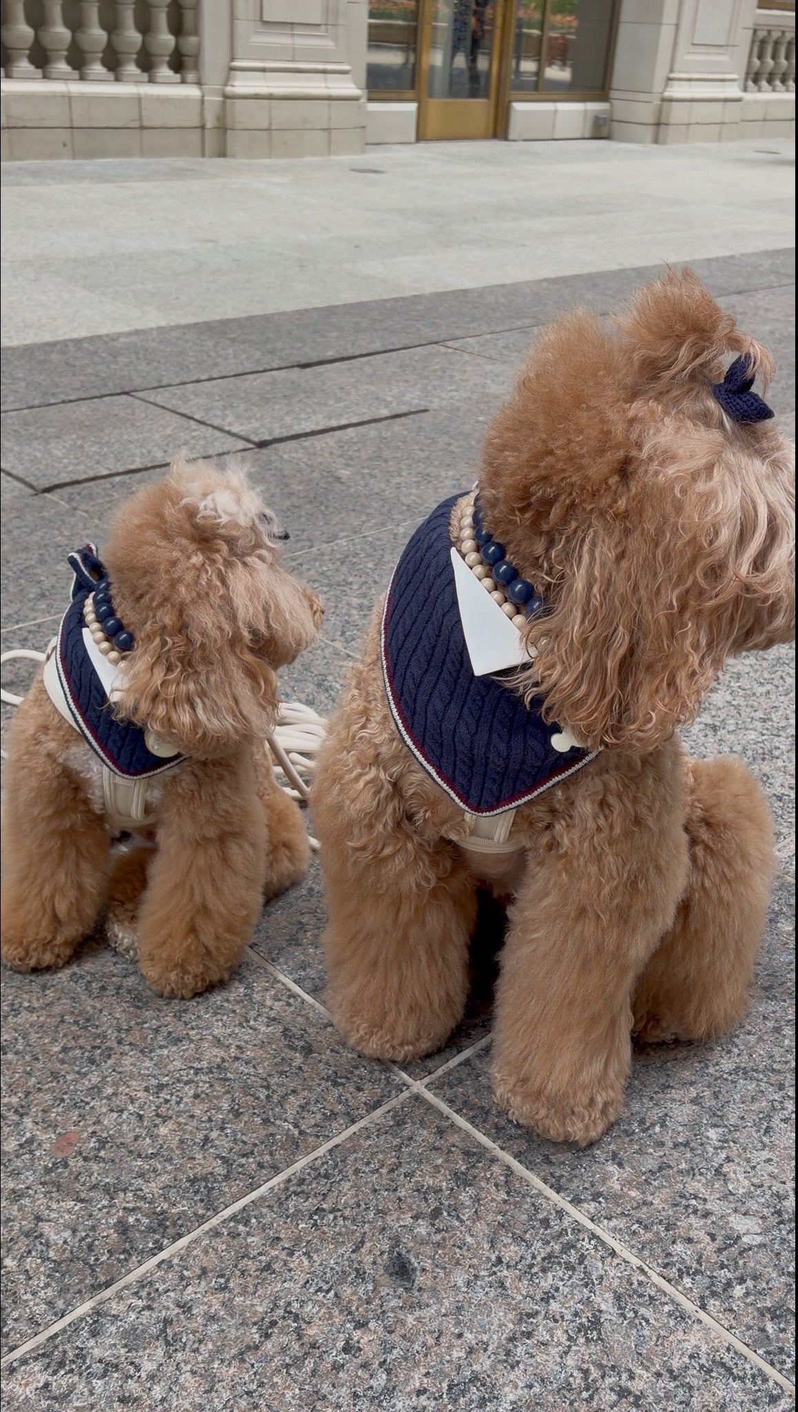 Rhodes Matching Dog Bandana & Women’s Knit Vest Set - Navy