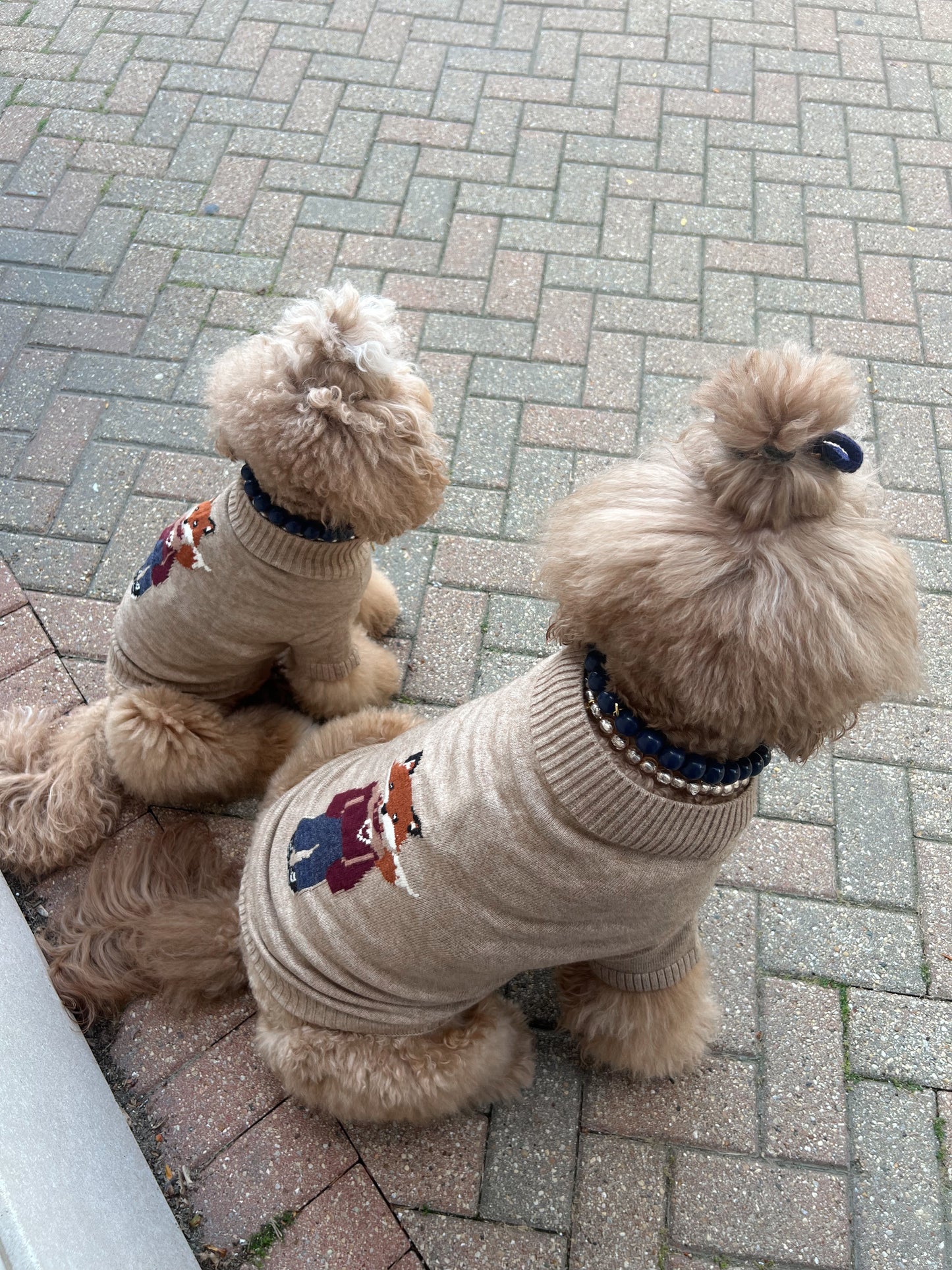 Foster the Fox Dog Sweater