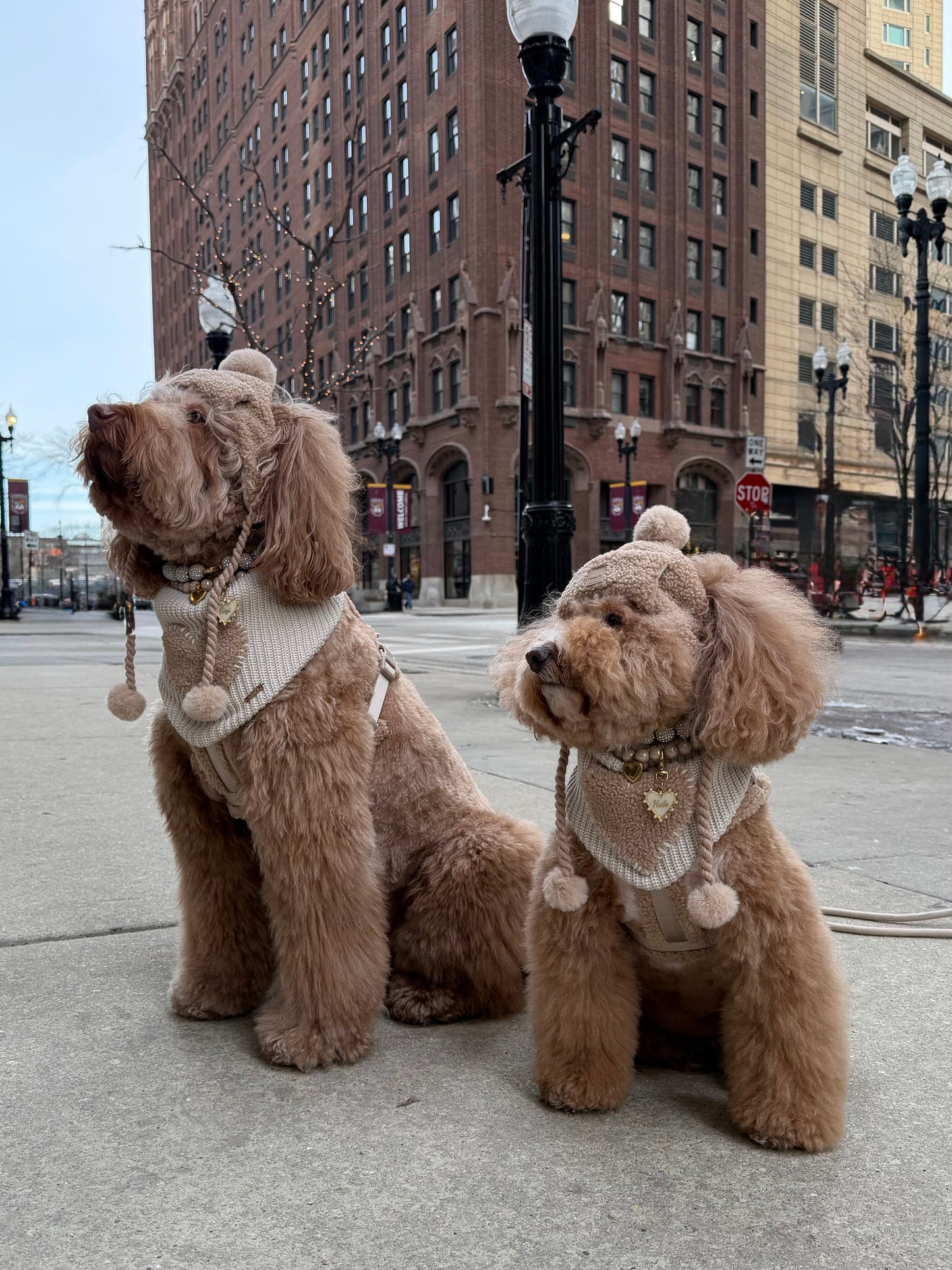 Toffee Cloud Dog GG Beanie