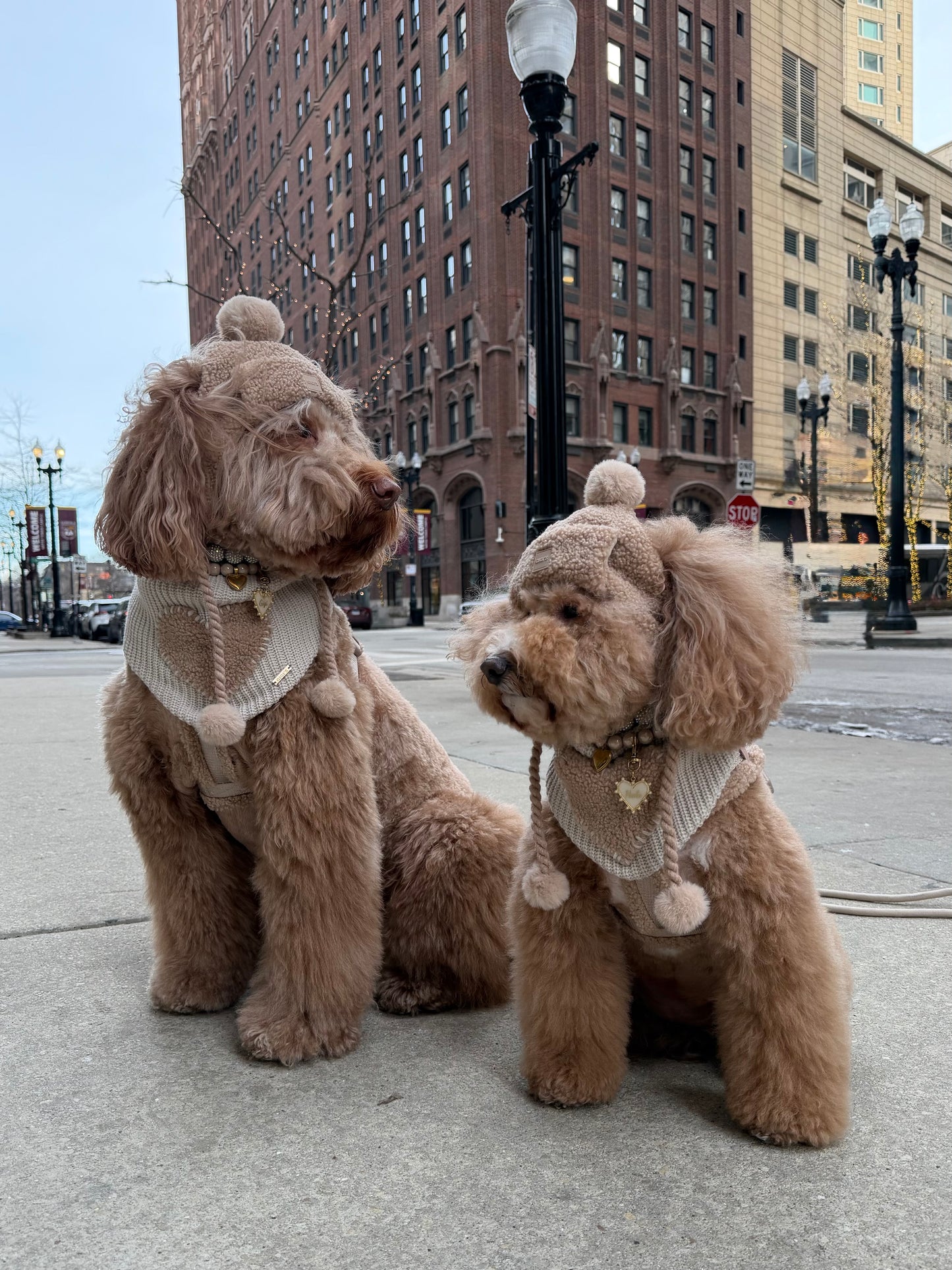 Toffee Cloud Dog GG Beanie